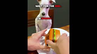 Dog's Reaction To Its McDonald's Meal  #animals #dog