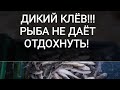 Дикий клев!!) Ловим Навагу на Белом Море#Навага#Рыбалка_на_Белом_море#Как_ловить_навагу