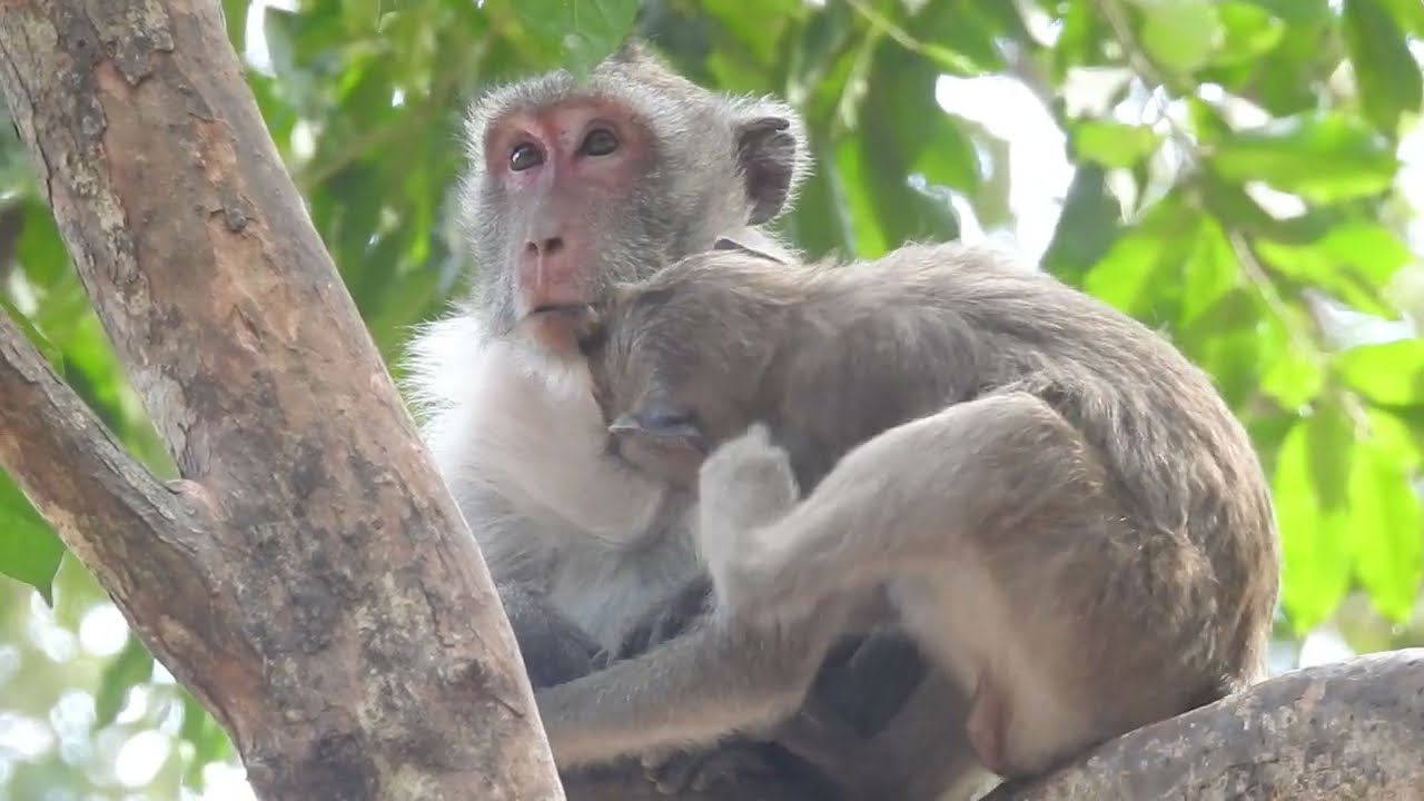 Monkey Jane With Monkey Janet...