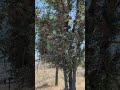 Колония черногрудых воробей