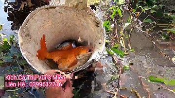 Vác Kích Quần Nát Đám Bèo Bắt Sống Cặp Cá Chép Khủng Lồ Mọc Râu | Thú Vui 3 Miền