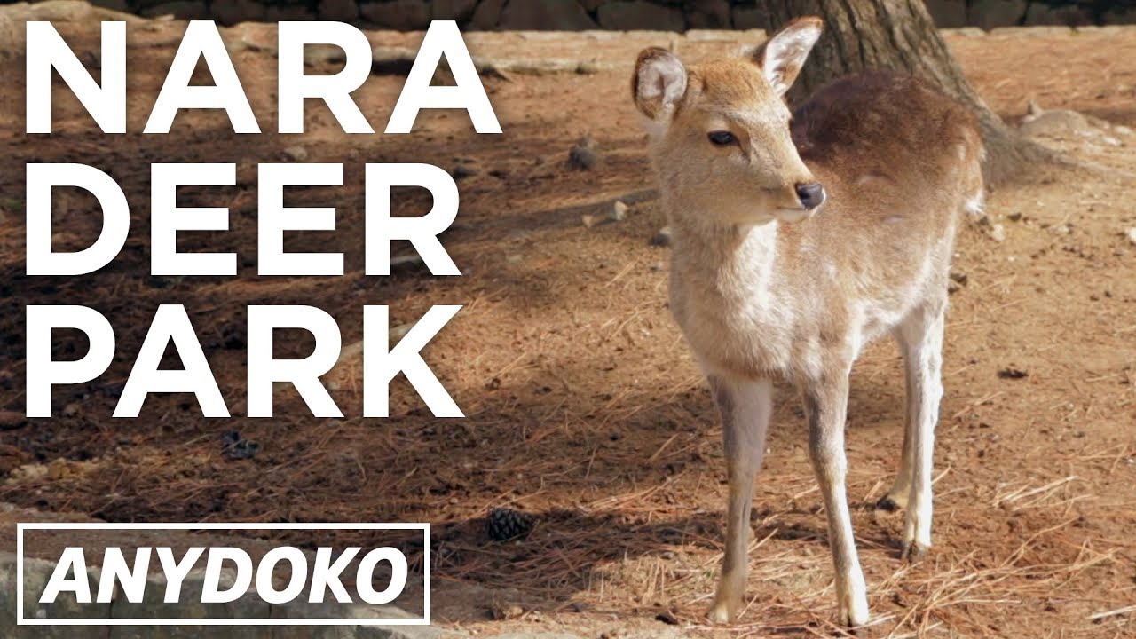 Nara Park The Best Deer Park In The World - 