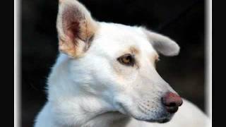 LaMancha Animal Rescue - Our Animals, Feb 2012.avi