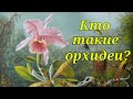 Кто такие орхидеи ?