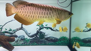 Nuôi Cá Dĩa Chung Hồ Cá Rồng Có Được Không?