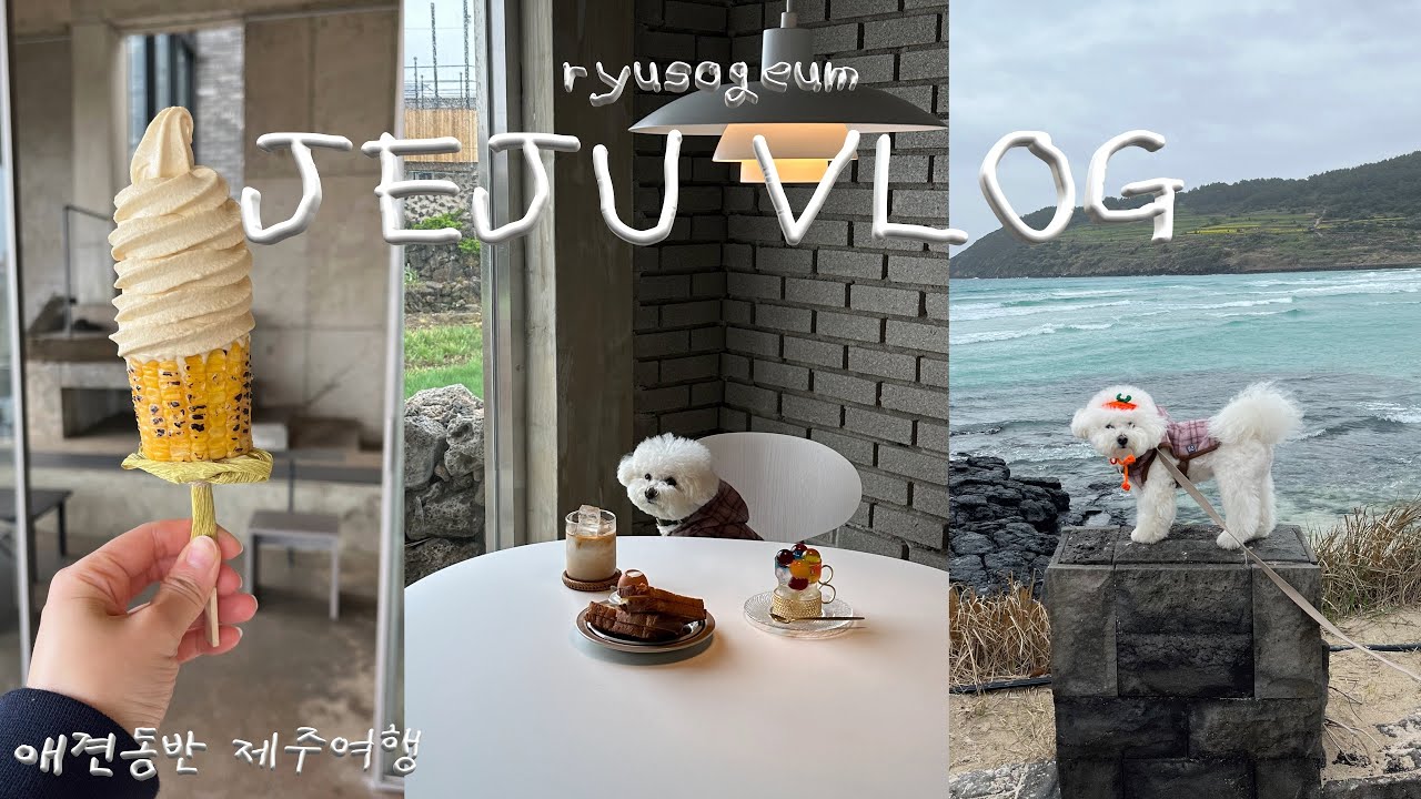 류소금 VLOG | 애견동반 제주여행🍊 | 하도가을이네에서 힐링하는 여행| 점점 초당옥수수아이스크림 | 소금바치순이 | 숨은(?)돈까스맛집 살찐고등어 | 전농로 왕벚꽃축제🌸