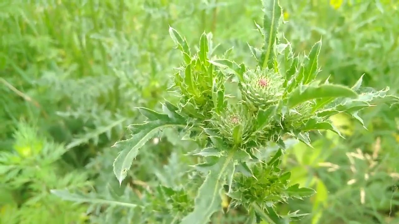 Татарник. Использование лекарственное и дозировка.