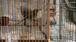 Đẳng cấp chim mồi hút mật 5 màu bụng trắng miền trung lh 0764304031