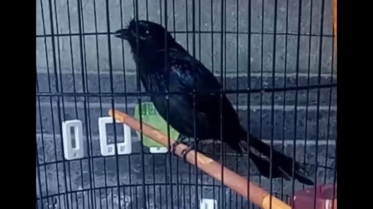 kicau Burung Srikantil   srigunting bendera muda gacor   pancingan dan masteran