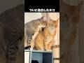 愛の告白をしたネコが可愛すぎる #ねこ #猫