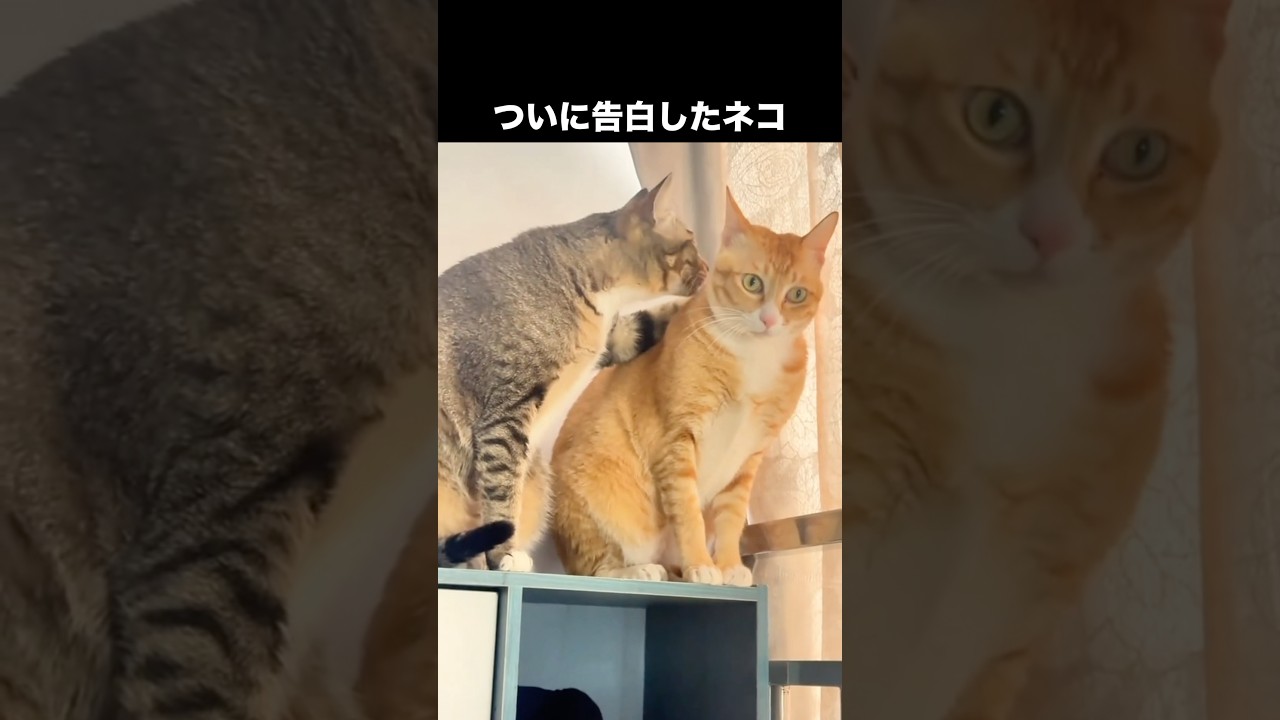 愛の告白をしたネコが可愛すぎる #ねこ #猫
