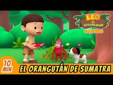 Video: Orangután de Sumatra: descripción y foto