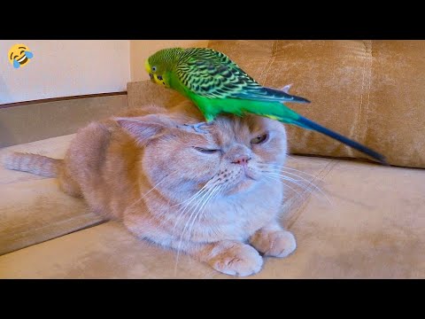 FUNNY CATS, DOGS, PARROTS 🐱🐶🦜 and other CUTE ANIMALS 🐾 Funniest Animal Videos 2023