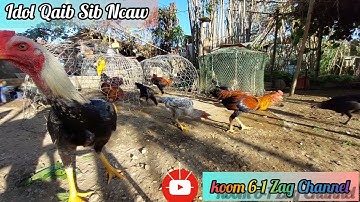 Qhia 4 yam ntawm Kev Xaiv Qaib Phab mab mus ntau nrog Qaib Pakoy