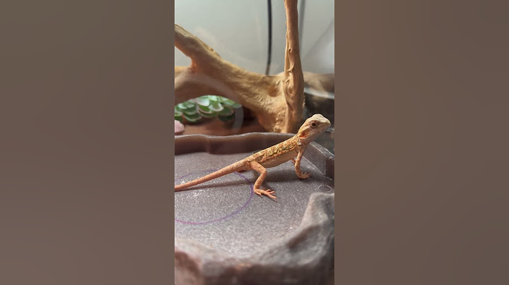 Good morning Fueguito! #beardeddragon #pogona