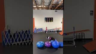 Dog Climbing Over Obstacles During a Training Session