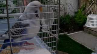 Budgie Pecking Cuttlefish -- Sunday 27Th May 2012 -- 720P Hd