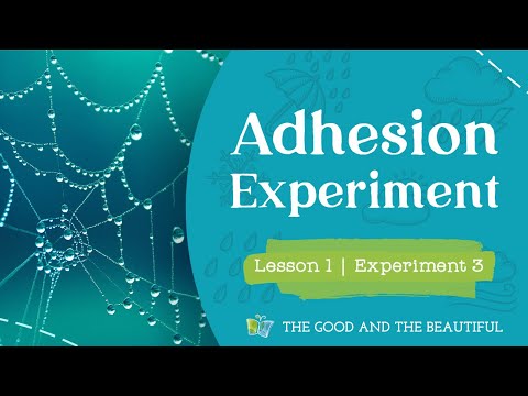 Adhesion Science Experiment