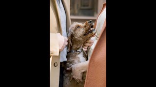 Cute Engagement Photos With Dogs #shorts #dogsofyoutube Cute Engagement Photos With Dogs #shorts #dogsofyoutube