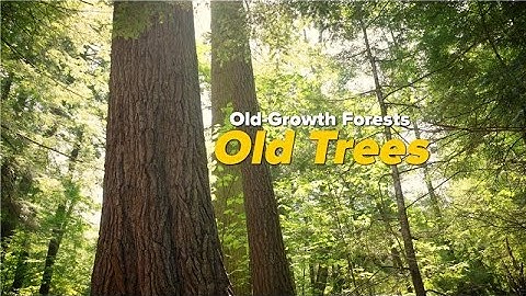 Exploring Old-Growth Forests: Old Trees