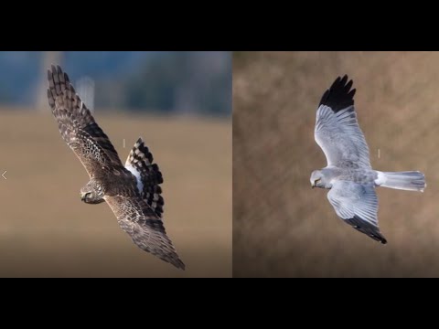 Vidéo: Est-ce qu'un busard Saint-Martin est un faucon ?