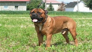 Top 10 Best Guard Dog Breeds+info (in HD!!!) by Dim Kampra 7,601 views 7 years ago 9 minutes, 1 second