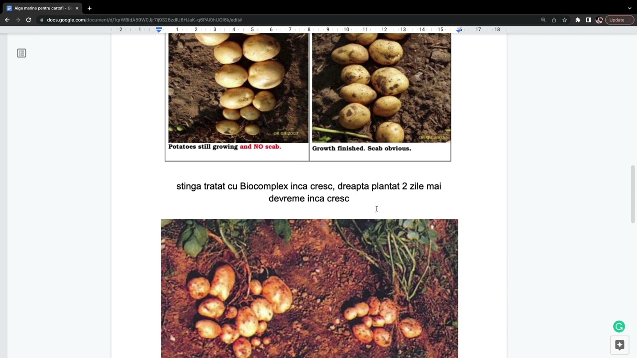 CARTOFI +ALGE  MARINE - ingrasamant natural foliar pentru cartofi din alge marine