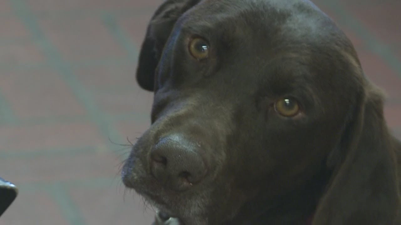 Dog rescued after forced to breed