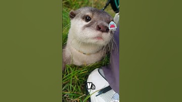 Rái cá thích nghịch đá? #amazingfacts #facts