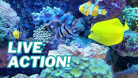 LIVE ACTION FINDING NEMO & DORY