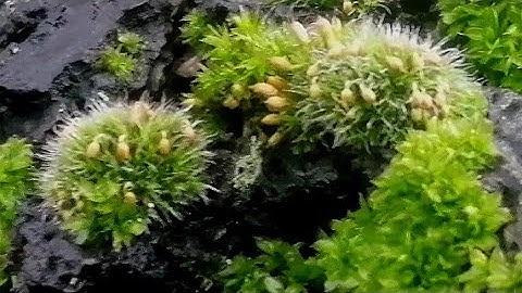 Tree Mosses detect Cadmium and Arsenic air pollution (See description) #Orthotrichum
