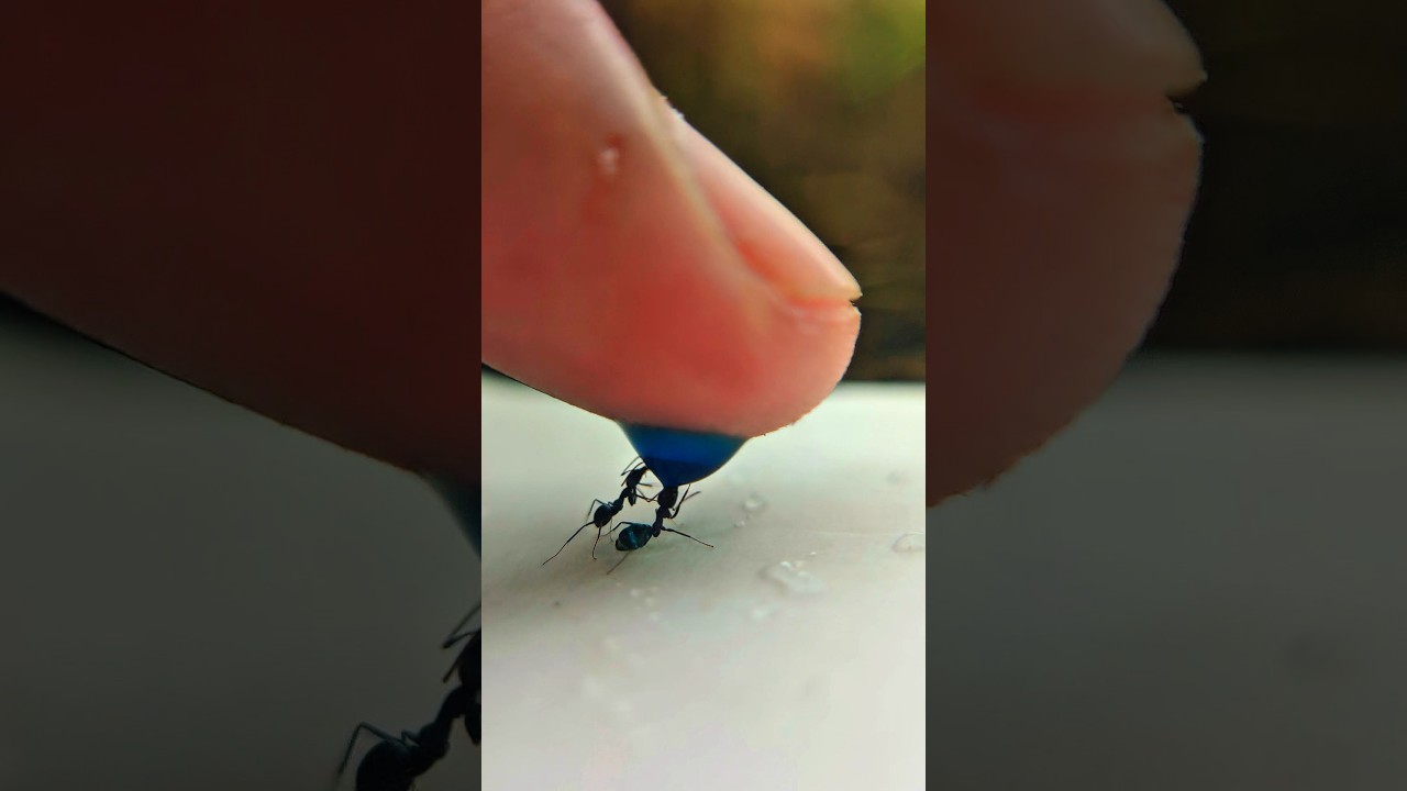 Finding and sharing blue liquid sugar with ants that always amaze me #timelapse #nature #shorts