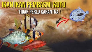 IKAN IKAN PEMAKAN KUTU DAN PARASIT