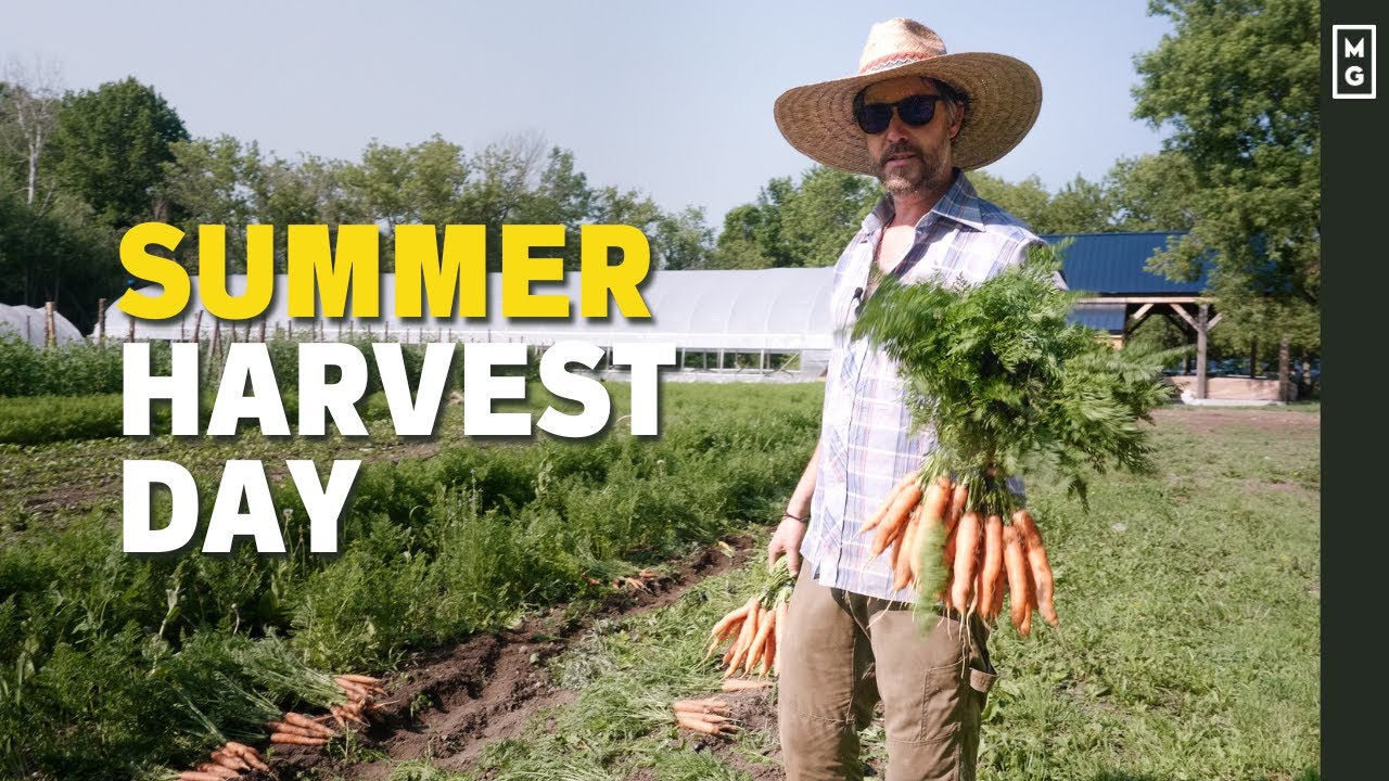 Сбор урожая на приусадебном участке | Как мы делаем это быстро и эффективно 🥕