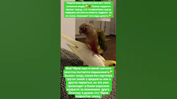Смешные попугаи Корелла и Пиррура🤣 #смешныеживотные #попугаи #попугайкорелла  #попугайпиррура