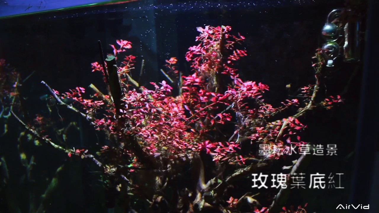 墨耘水草造景 水中櫻花樹 Youtube