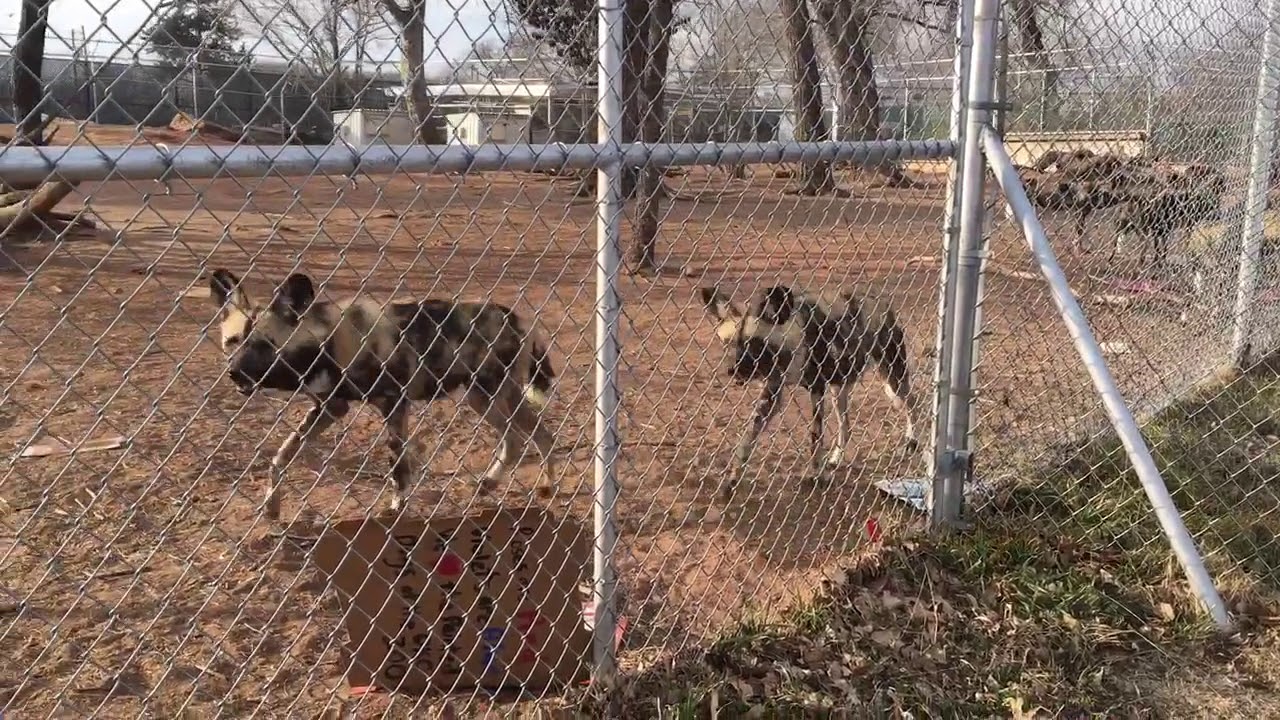 African Painted Dogs at OKC Zoo