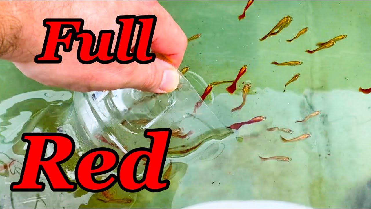 Full Red Guppy YouTube