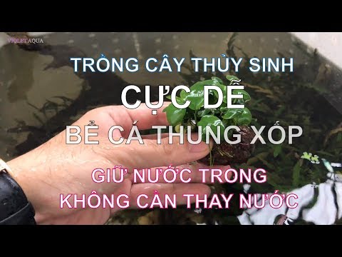 Video Bí kíp trồng cây thủy sinh đẹp nuôi cá thùng xốp cực... - youtube