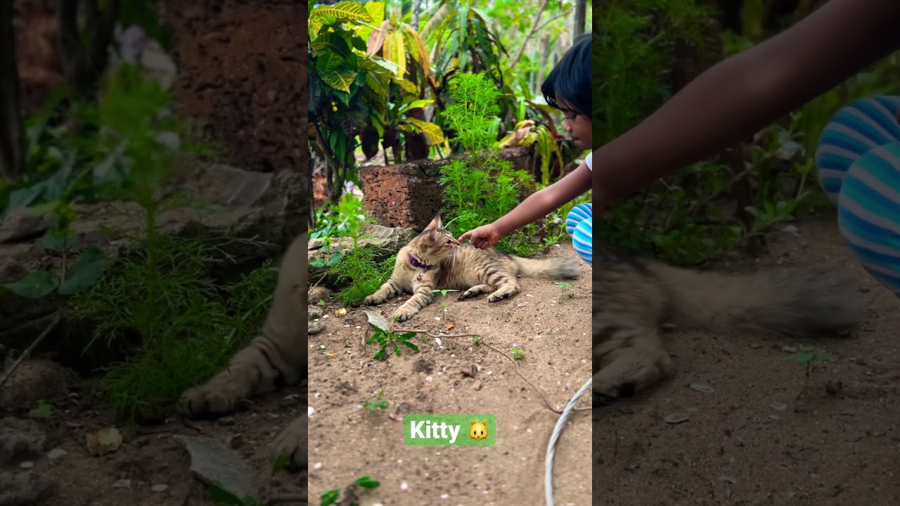 #Kitty