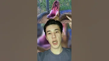 🐍Вот Что Произошло Бы Если Бы Вас Проглотила Змея!😱 #shorts #змея #анаконда