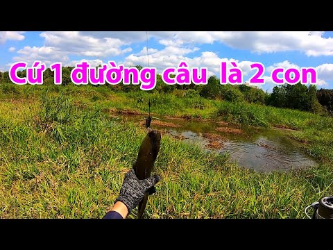 Video Câu cá lóc vùng đầm lầy lâu năm| Nguyen Chanh Vlogs - youtube