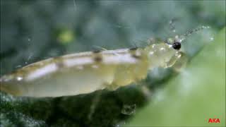 видео: Сколотрипс - хищник паутинных клещей. картинка: Сколотрипс - хищник паутинных клещей.