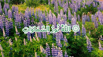 تلاوة رائعة القارئ الشيخ ابوبكر الشاطري الله نور السموات والأرض مثل نوره كمشكاة