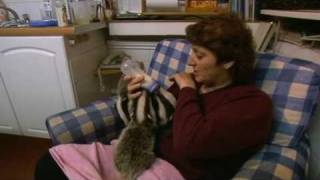 Bottle feeding badger cubs