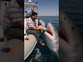 Great White Shark, Feeding, Joel John J, YouTube Blogger,