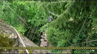 Giant Aspen Removal Part 1 - Arborist Extreme Tree Felling & Rigging