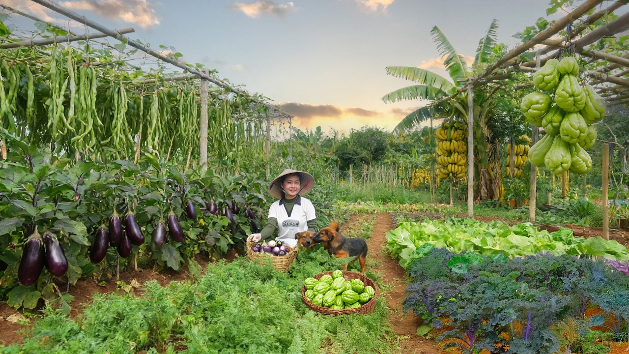 Harvest: Eggplant, Yardlong Beans, Lettuce, Mugwort, Bananas, Chayote To Sell And Cook – Farm Life