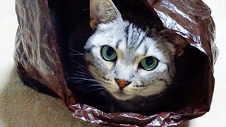 何のほうが猫にとって勝っているのか?