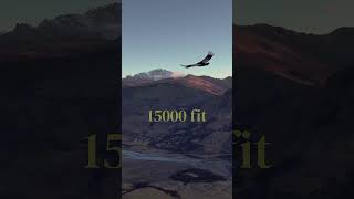 Andean Condor Bird     wildlife birds